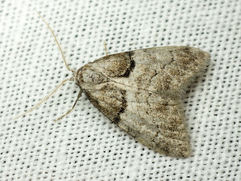 Nola cucullatella (Linnaeus, 1758)